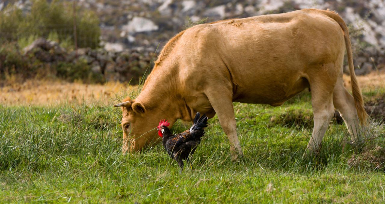 JBS é única recomendação de compra do BTG Pactual no setor