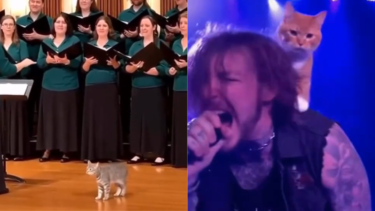 Viral no TikTok: clipes de músicos e animais