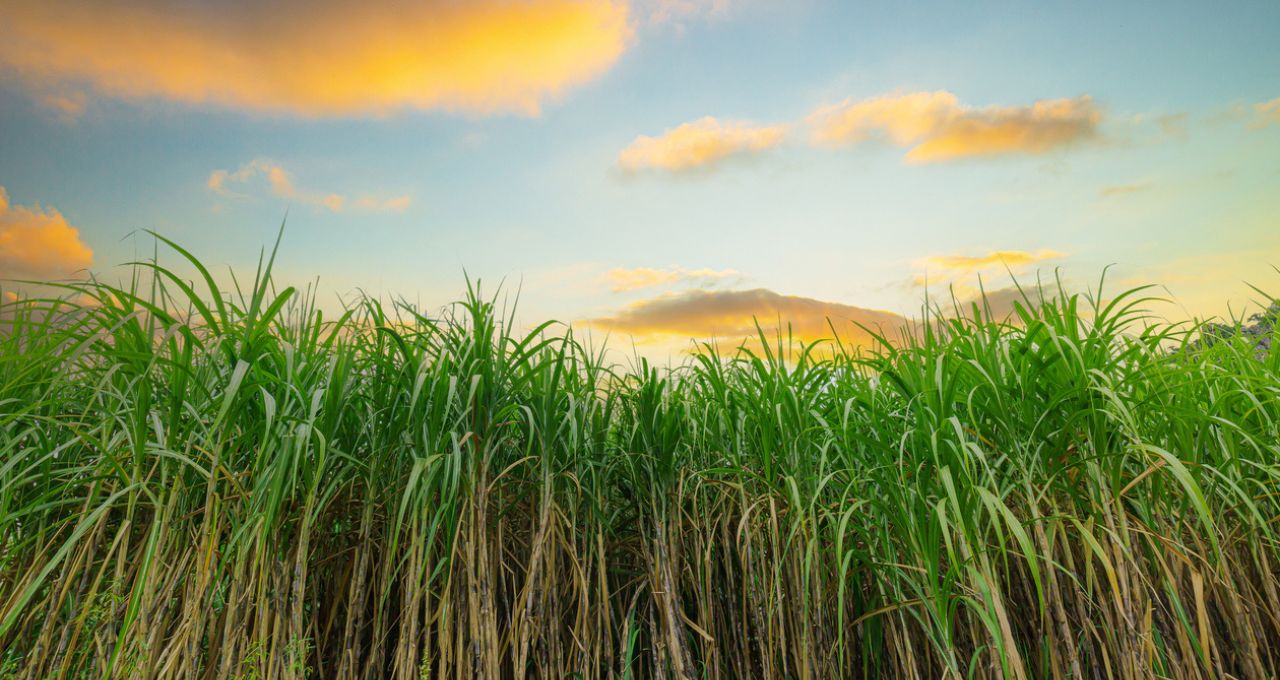 Balanço das usinas no 2T26: RAIZ4, SMTO3, JALL3