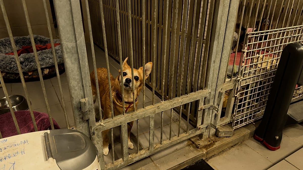 UE revoluciona regras para bem-estar de animais de companhia