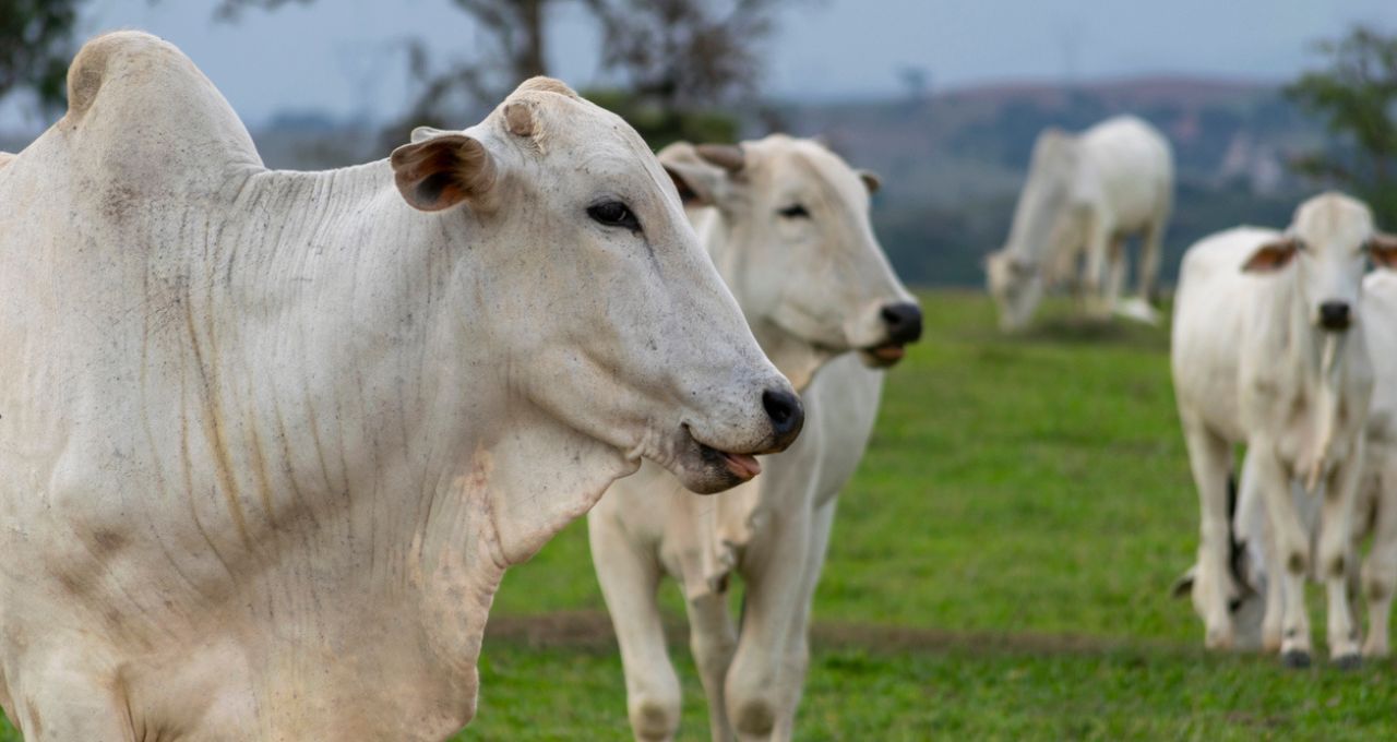 Abrafrigo prevê perda de US$ 3 bi em 2026 por salvaguardas da China