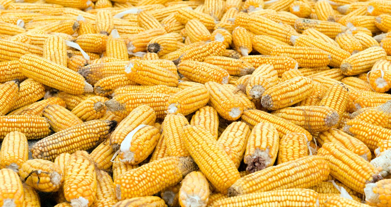 Etanol de milho preocupa usinas em ano difícil; açúcar tem espaço?