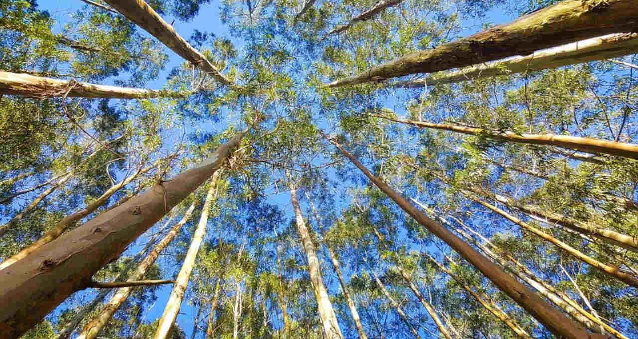 Eucatex vende fazenda de eucalipto por R$ 200 milhões