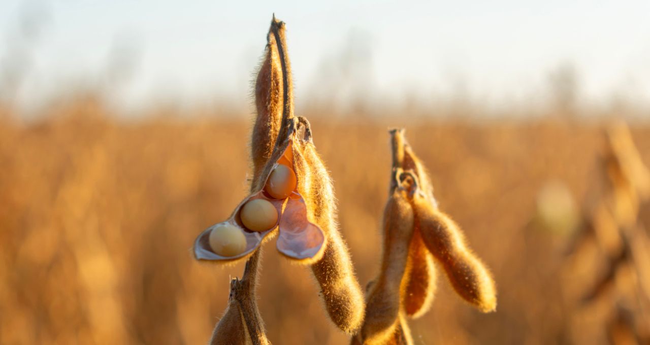 Soja cai após atingir máxima semanal em Chicago