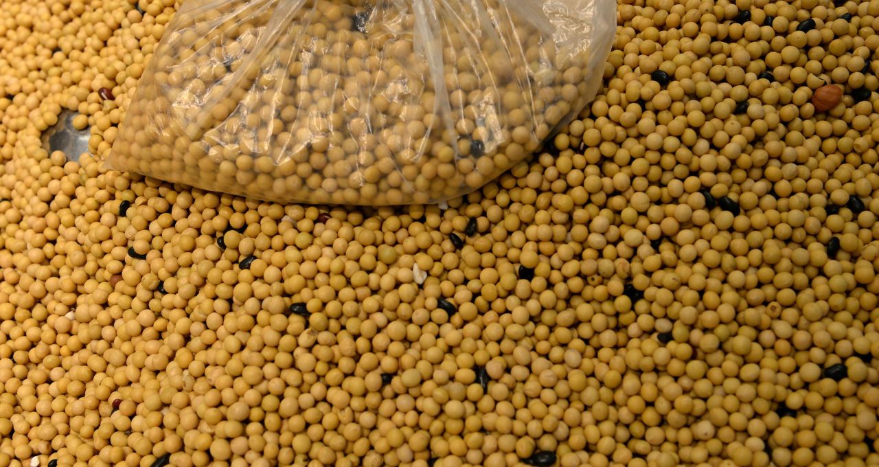 Soja sobe em Chicago com ajustes antes de dados do USDA