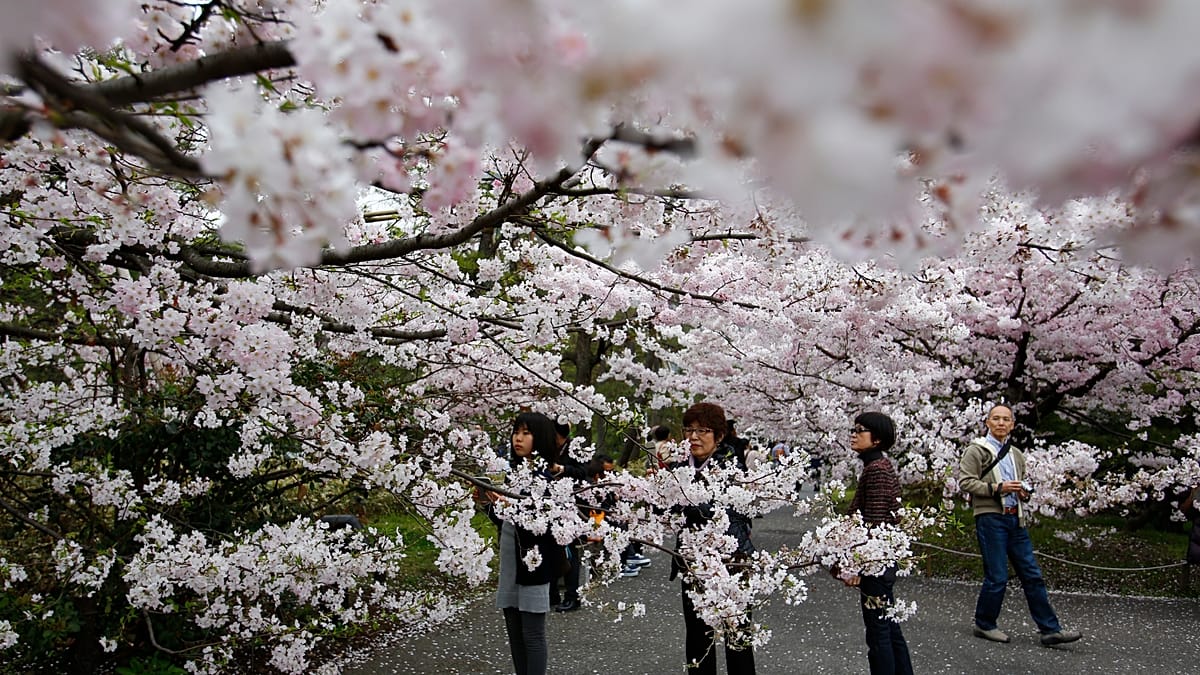 Japão: época das sakura começa em Tóquio com piqueniques no Parque