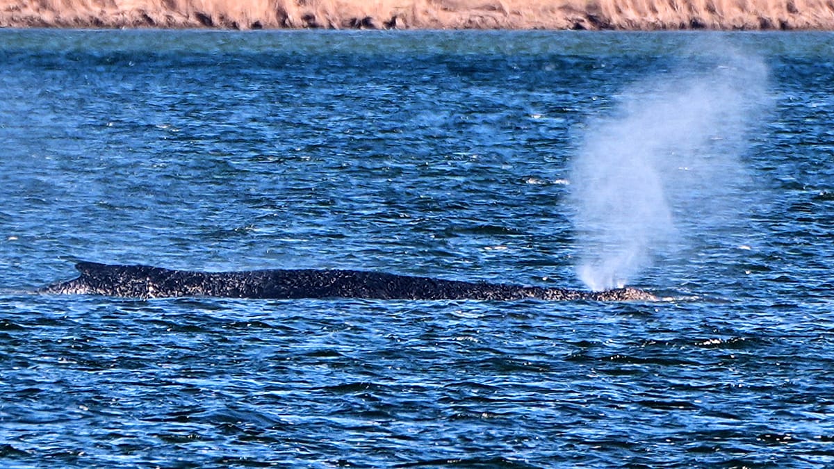 Baleia jubarte Timmy segue presa em águas rasas no norte da Alemanha