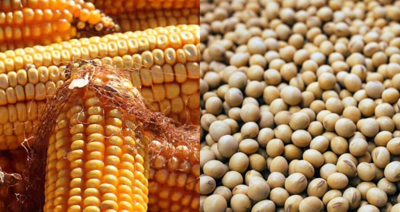 Milho, trigo e soja caem após sinal de Trump sobre Irã