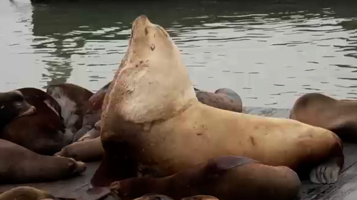 Leão-marinho gigante Chonkers atrai multidões em São Francisco
