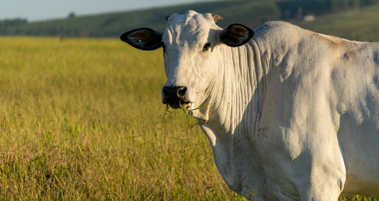 Brasil e Austrália pressionam China por cotas de carne bovina