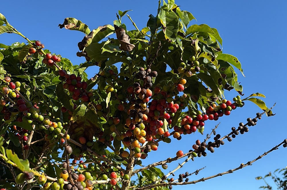 Crise do café 2027: Ormuz e El Niño pressionam custos