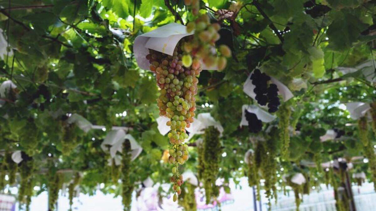 O terroir tech dos vinhos japoneses raros