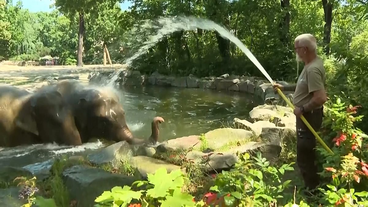 Elefantes e ursos do zoo de Berlim se refrescam