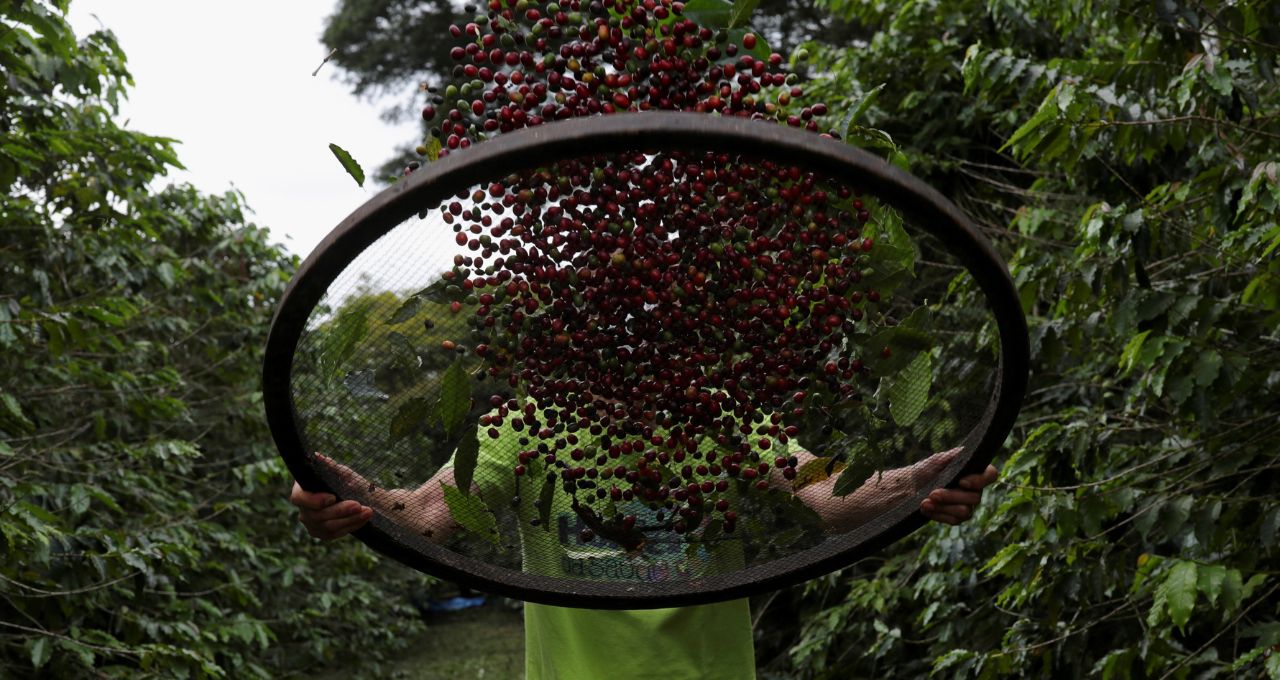 Exportação de café do Brasil registra 1ª alta mensal desde 2024