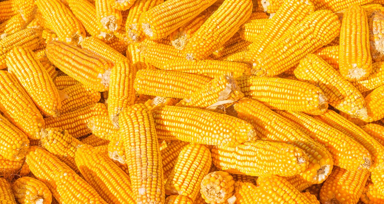 Acordo sobre biomassa pode inviabilizar usinas de etanol em MT