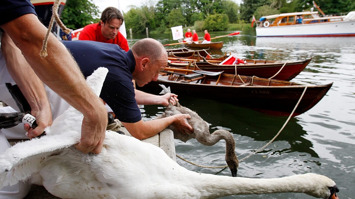 Swan Upping no Tamisa revela crias saudáveis, mas mais lixo