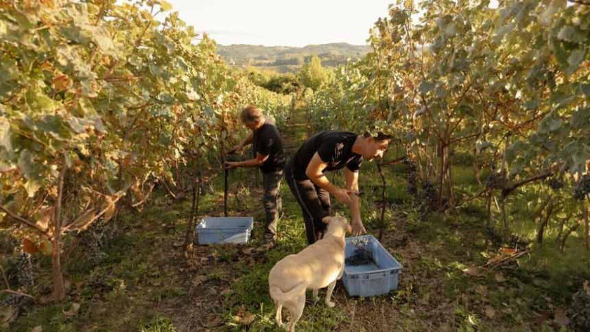 Rota Singular Serra Gaúcha: nova geração reinventa o vinho