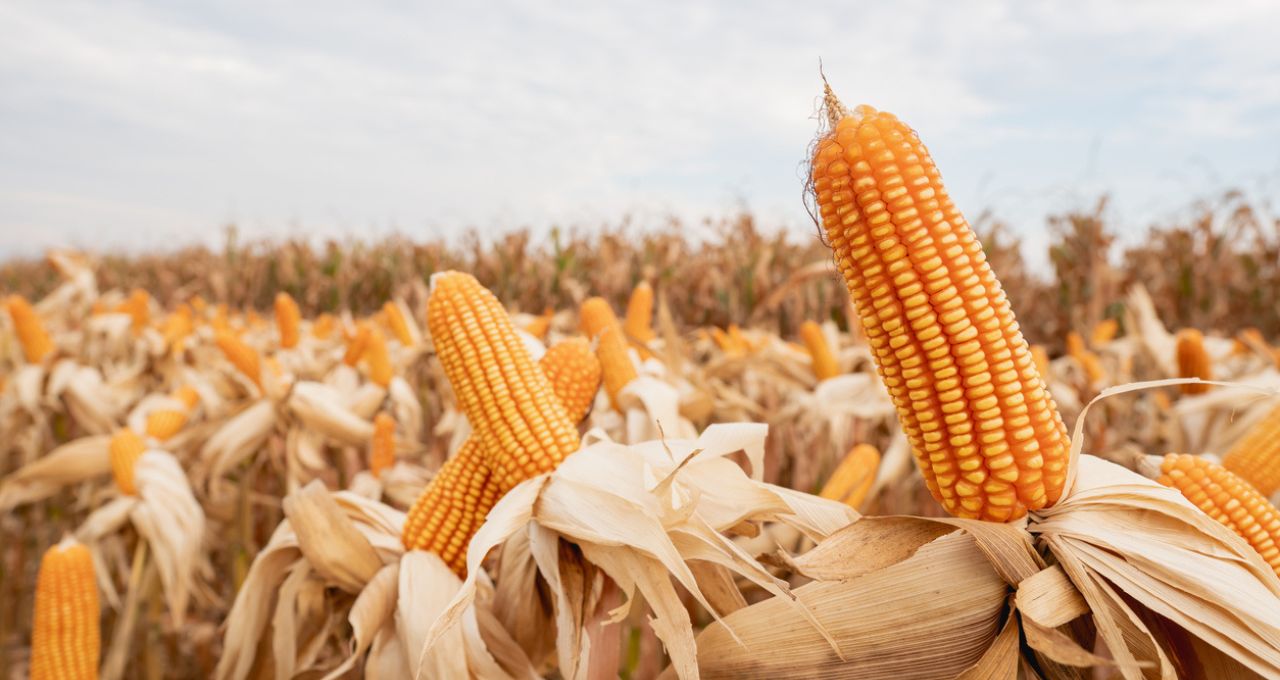 Classificações do USDA para milho e soja caem após calor