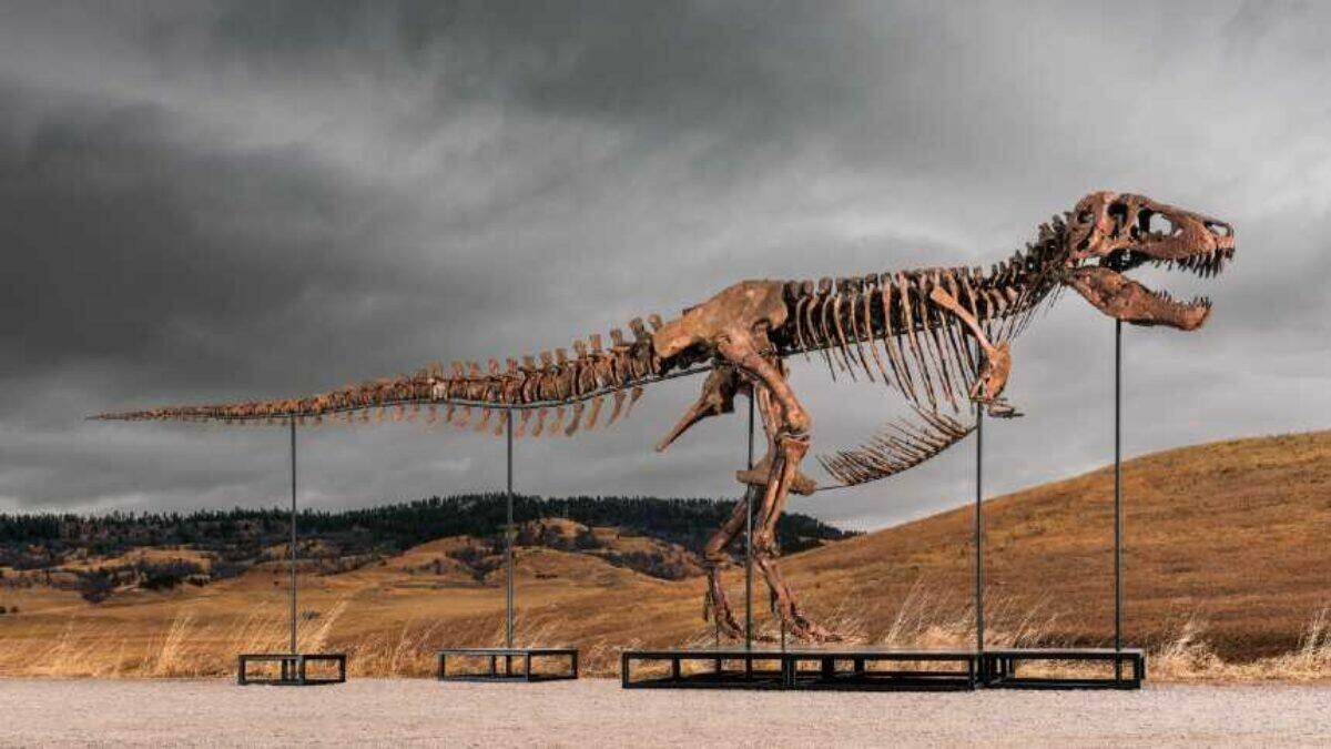 Fóssil de T. rex de US$ 50 milhões vai a leilão e gera debate