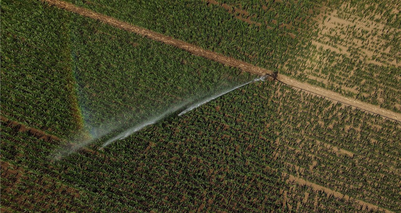 Trigo sobe com guerra na Ucrânia e USDA otimista
