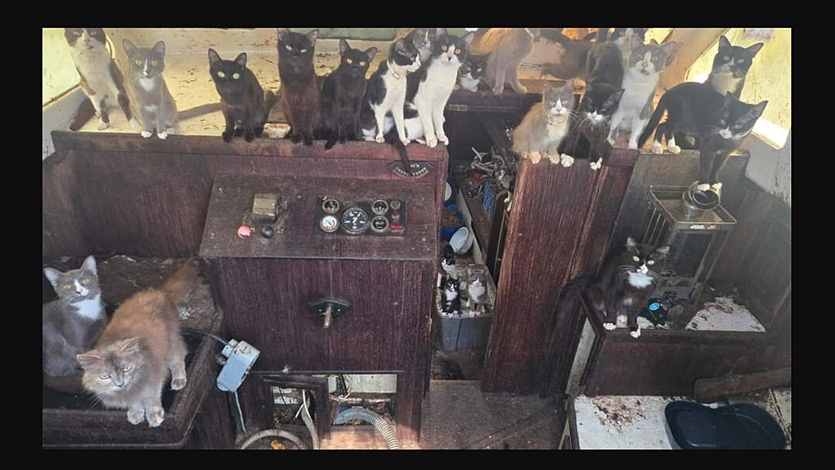 Barco abandonado com gatos é achado nos EUA