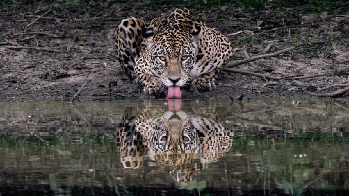 Turismo de conservação pode consolidar a paz no Pantanal
