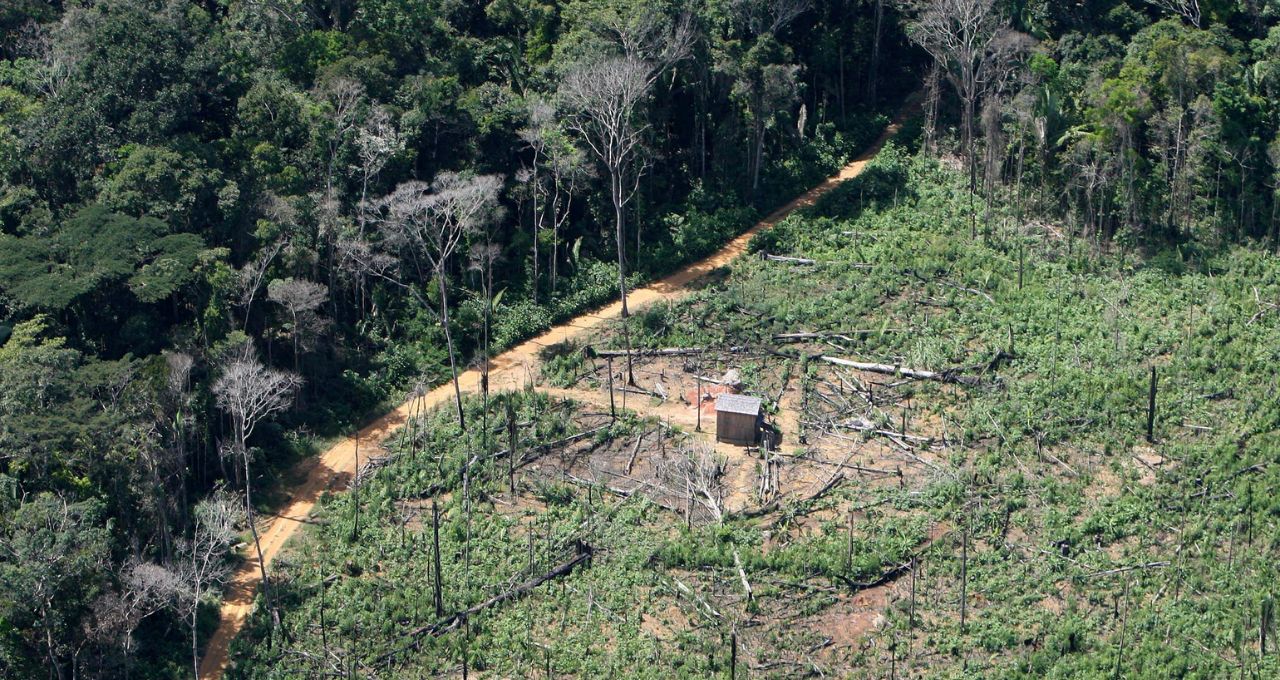 Queda do desmatamento na Amazônia é a maior da década
