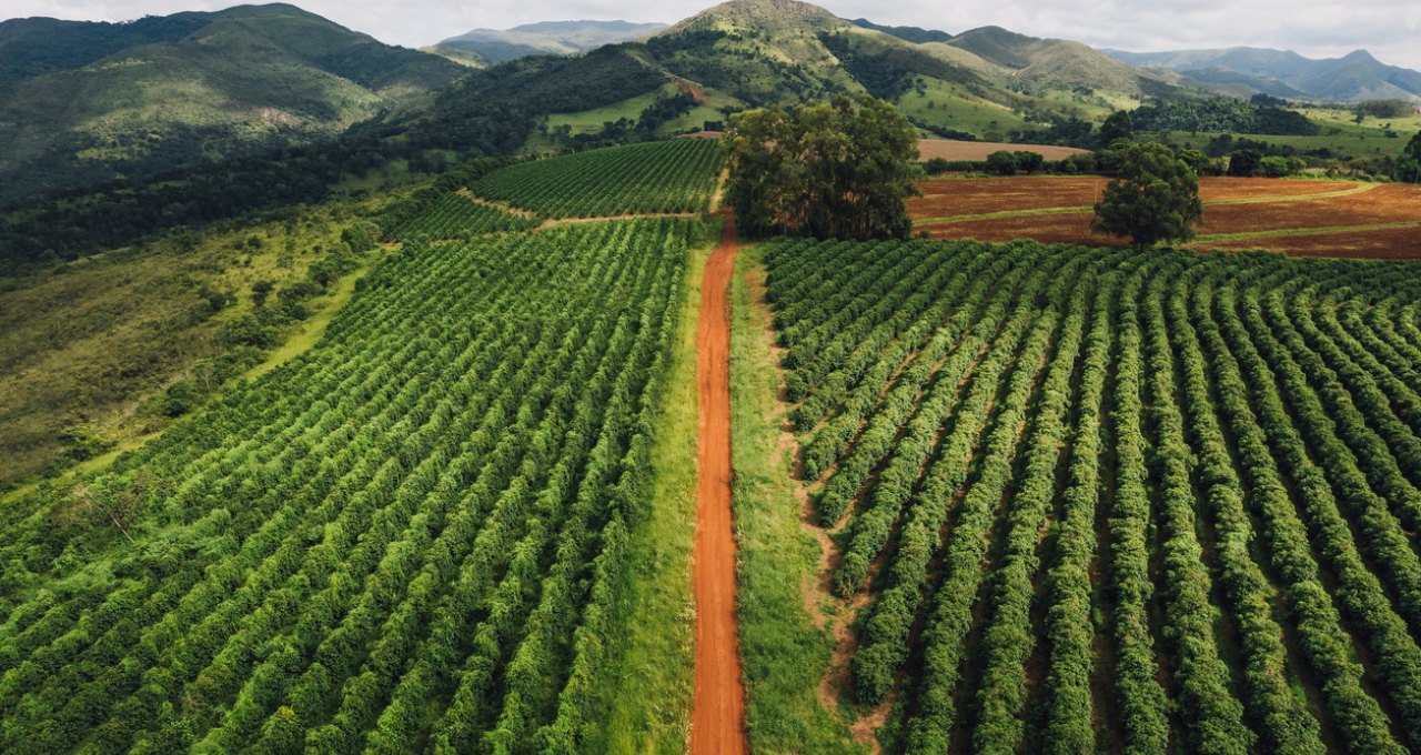 Variedades agrícolas resilientes reduzem impacto sazonal