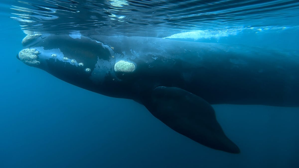 Morte de baleias na Patagônia: bactéria sob suspeita