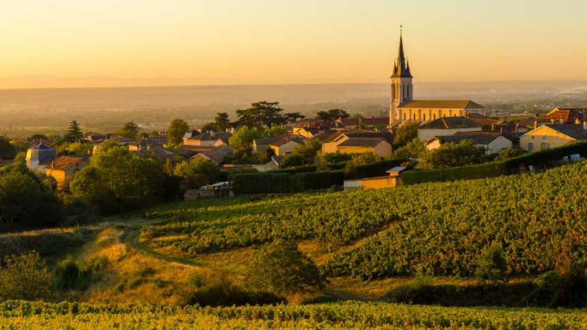 A revanche da uva Gamay: de rejeitada a estrela