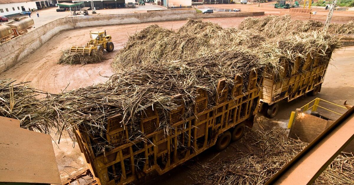 El Niño deixa cana no campo e ameaça safra de açúcar