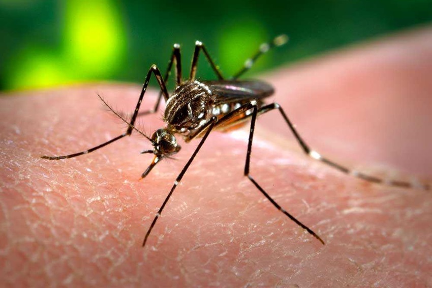 Clima altera mapa de doenças infecciosas no Brasil