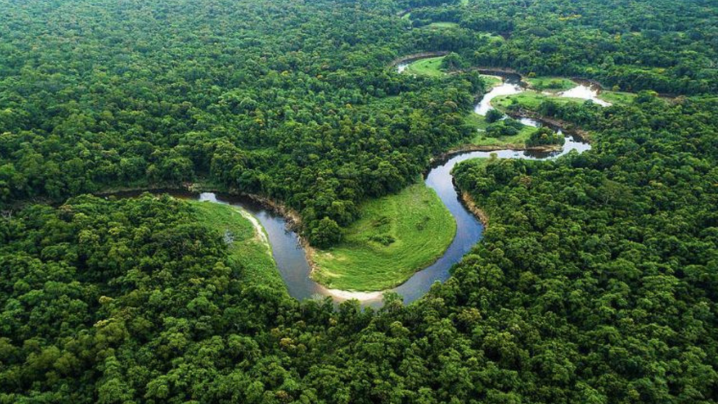 Plataforma reúne 232 políticas de bioeconomia na Pan-Amazônia